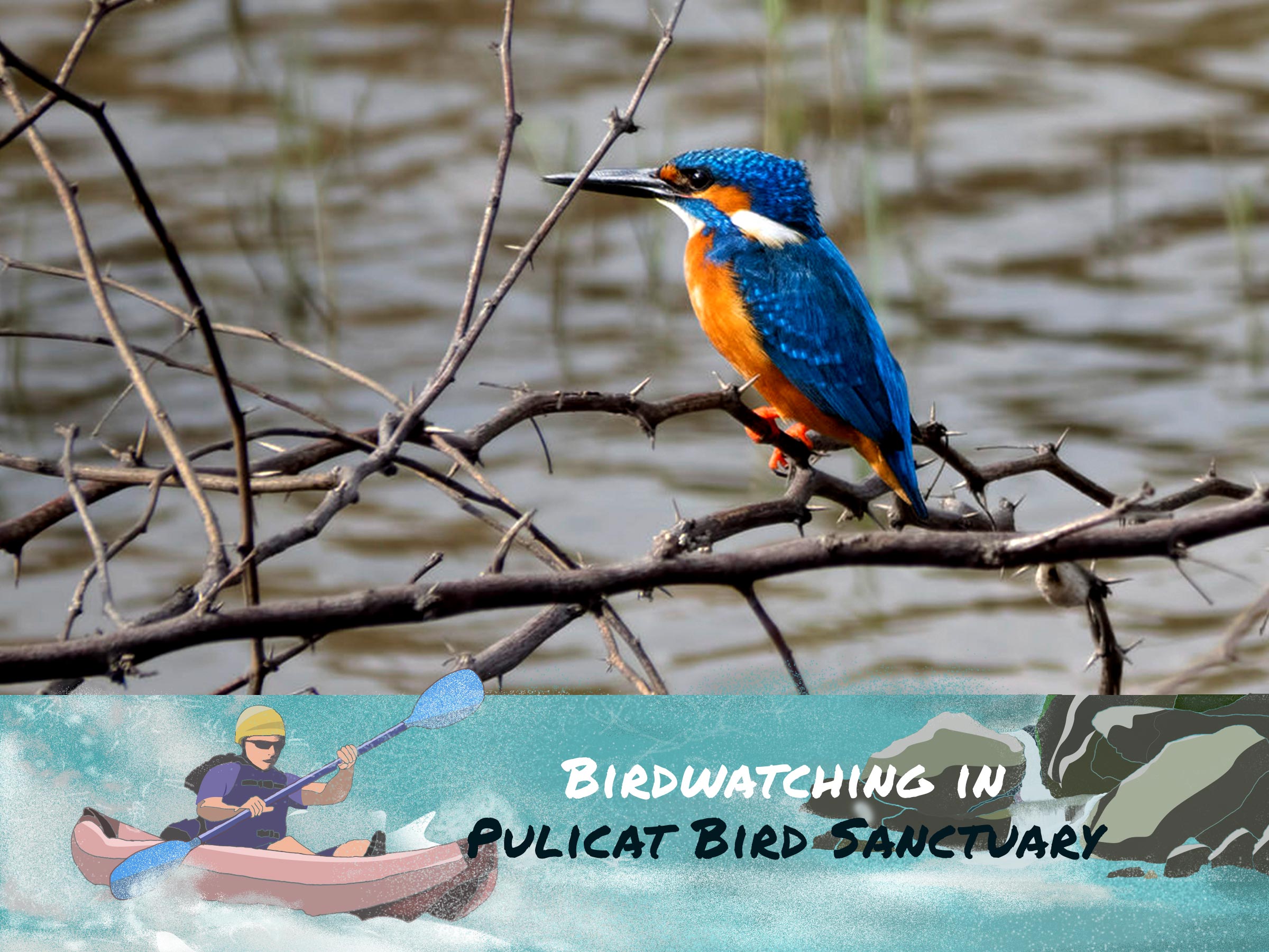 Pulicat Bird Sanctuary