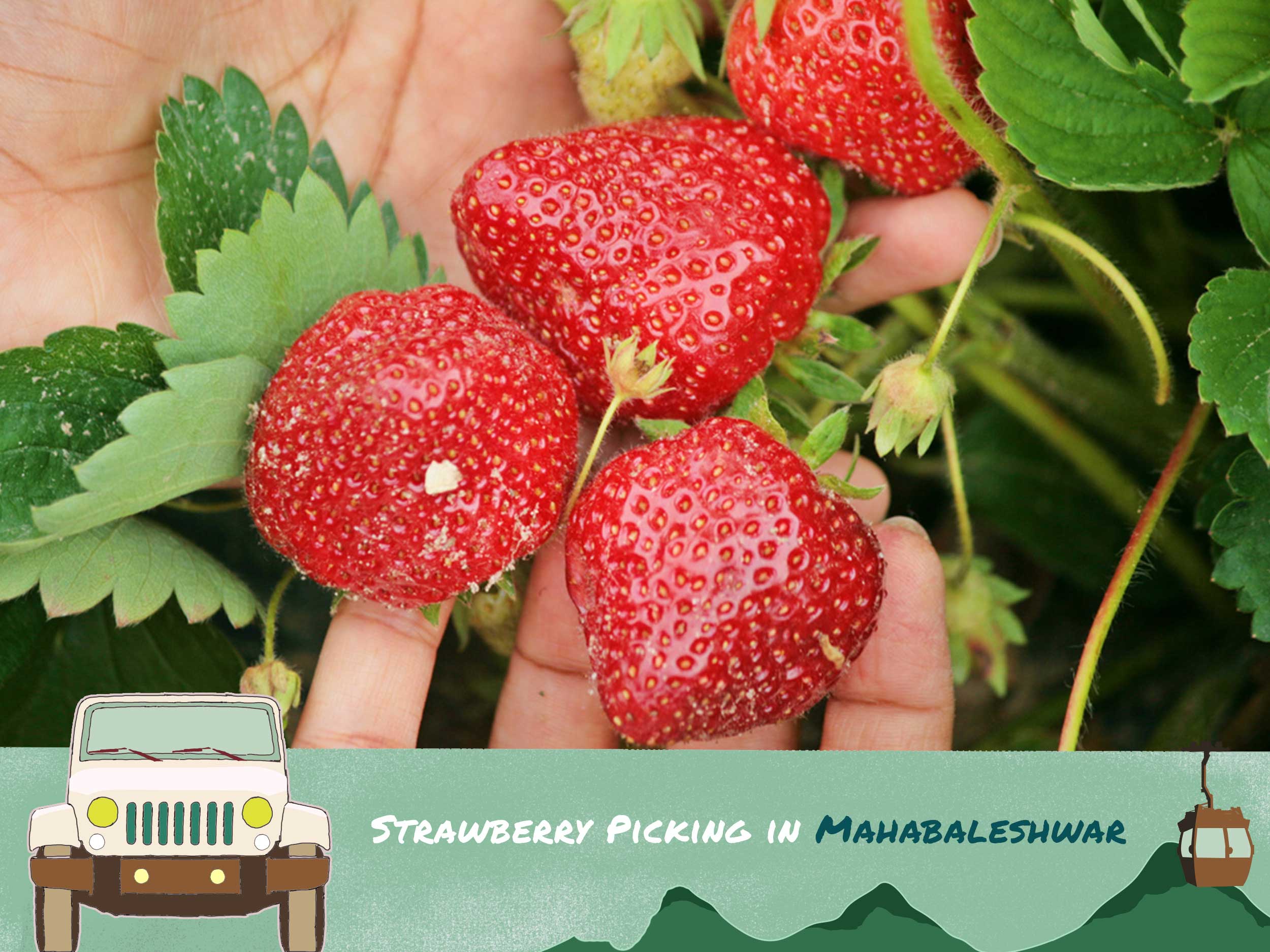 Strawberry picking in mabi