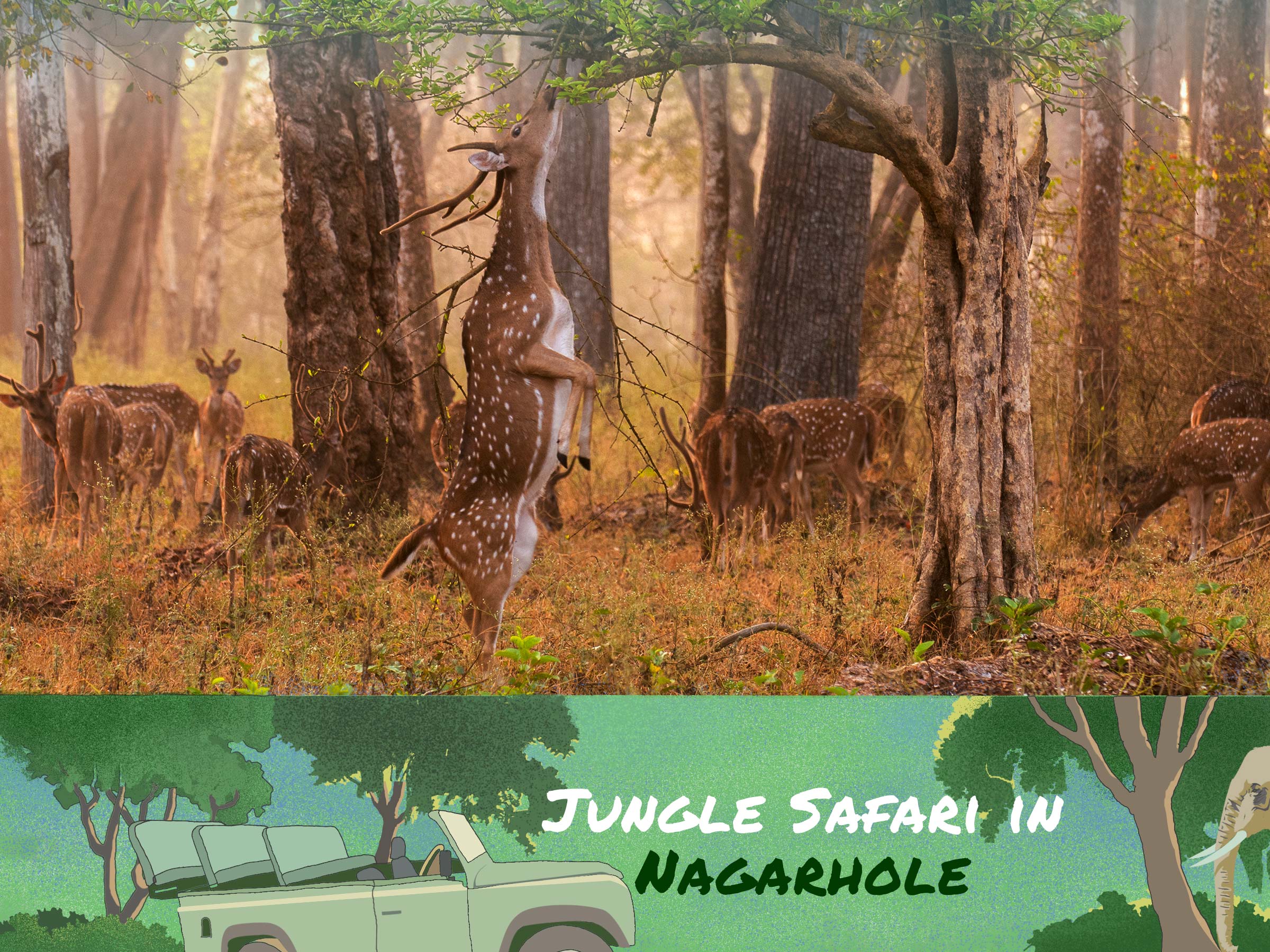 nagarhole jungle safari