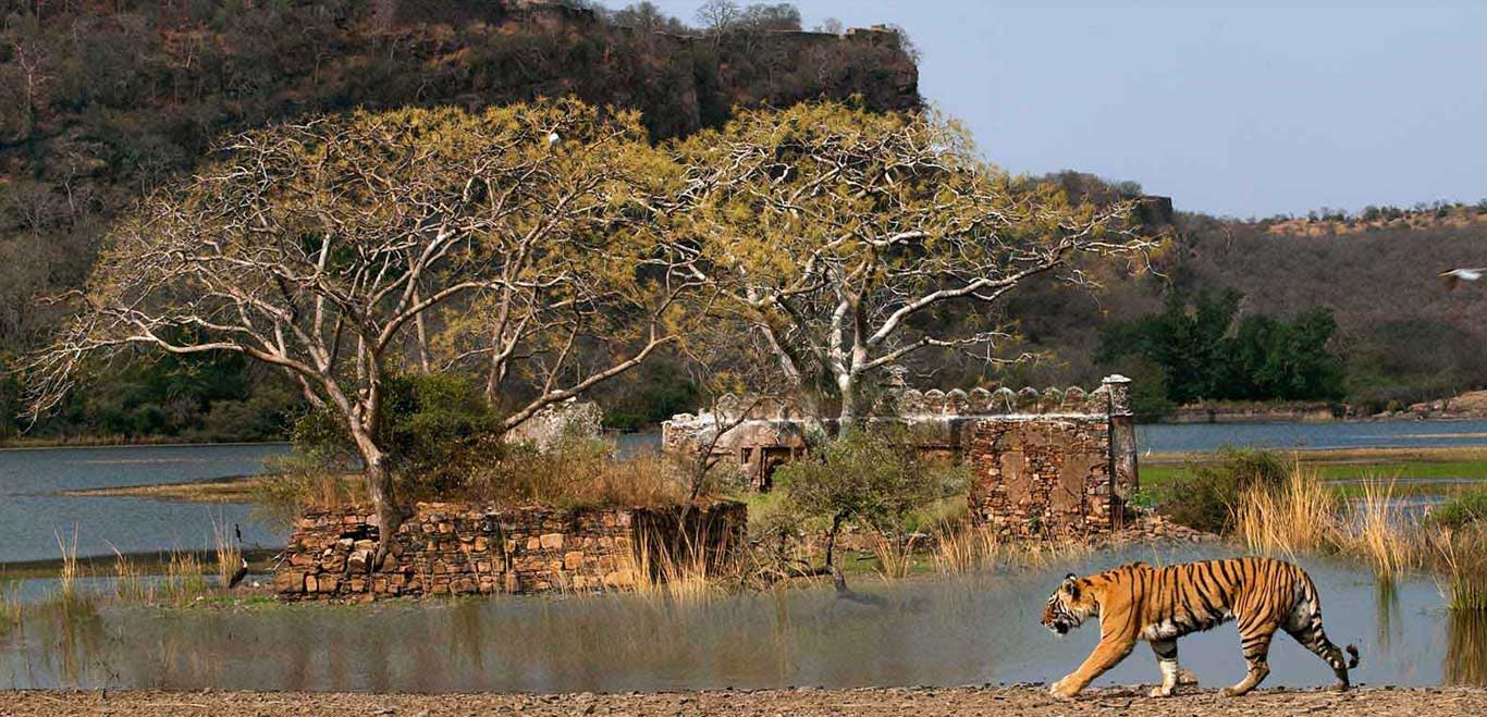 Ranthambore National Park - The complete travel guide