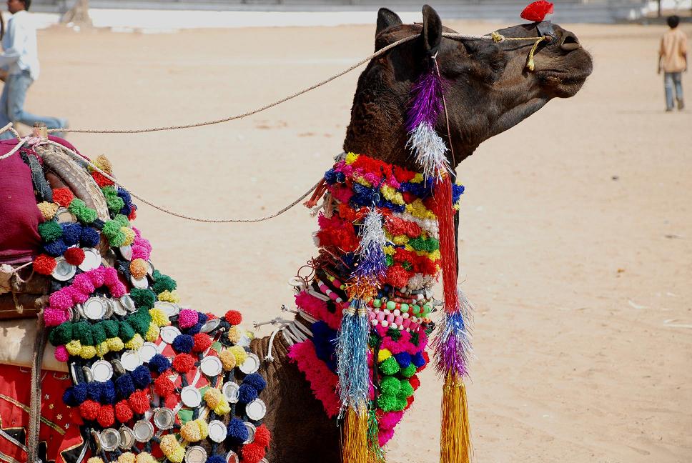 savaari-pushkar-mela-biggest-camel-fair