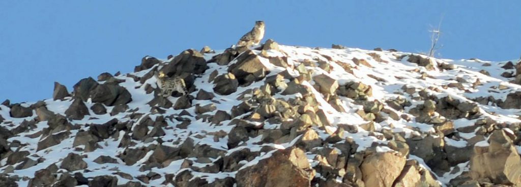 savaari-snow-leopard-trek-2019-2020