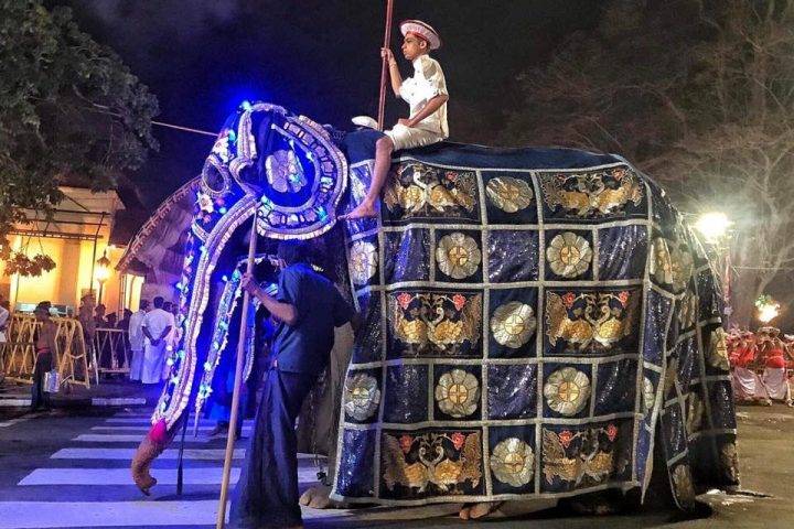 savaari-decked-up-elephants-at-cochin-carnival