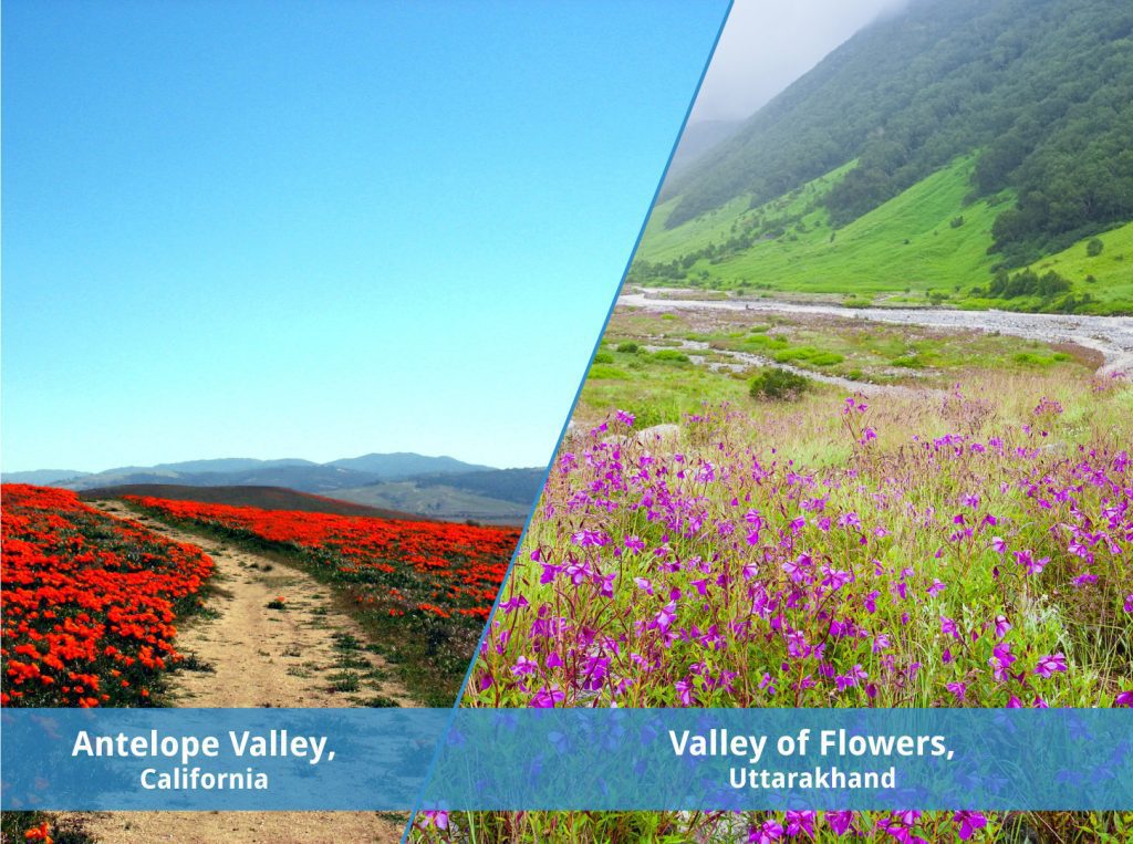 savaari-valley-flowers-india-vs-valley of-antelope
