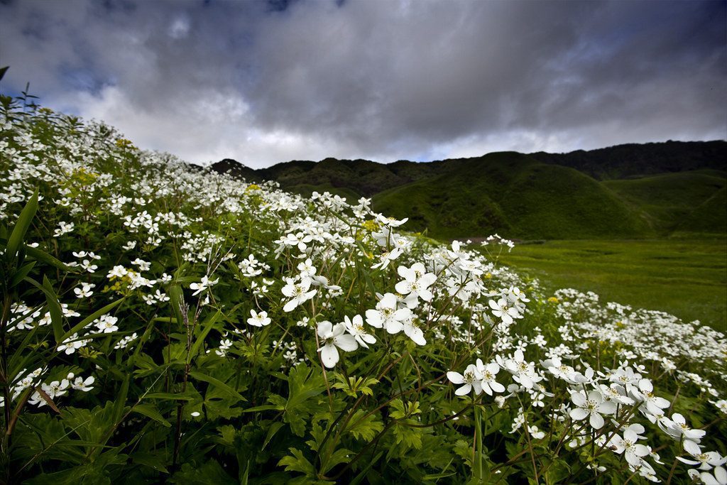 savaari-dzukou-valley-covered-in-flowers