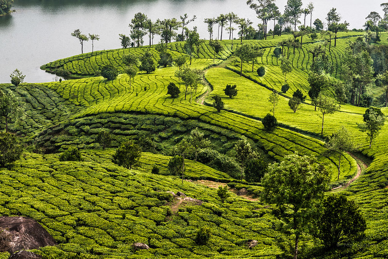 savaari-tea-plantations-stunning-beauty