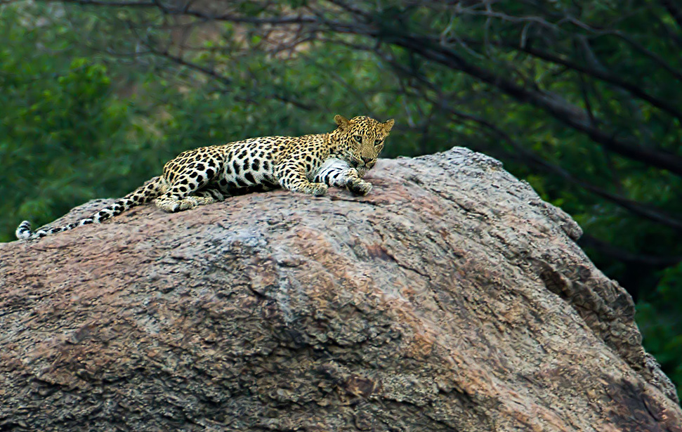 leopard safari park in rajasthan