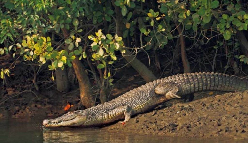 Wildlife at Sundarbans National Park