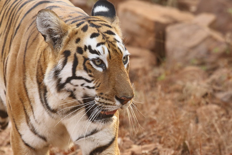 Tadoba Tiger Reserve - The Complete Travel Guide