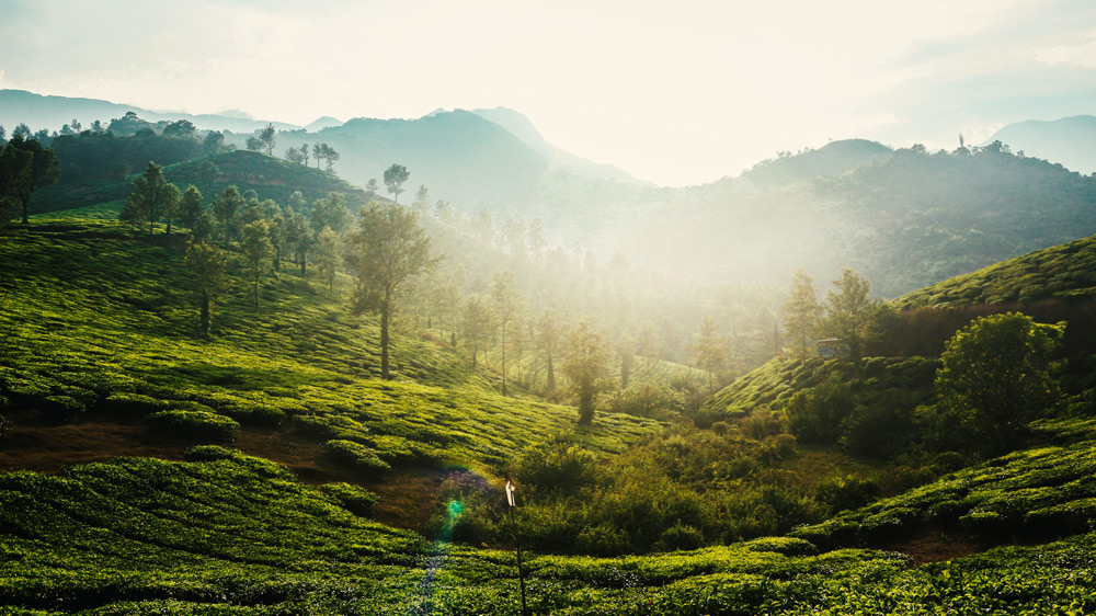 Wayanad - The Complete Travel Guide