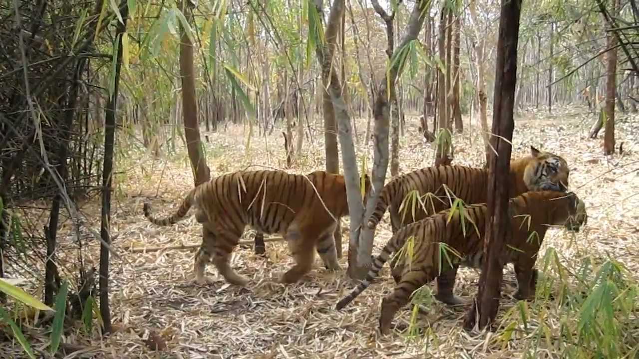tiger safari shimoga