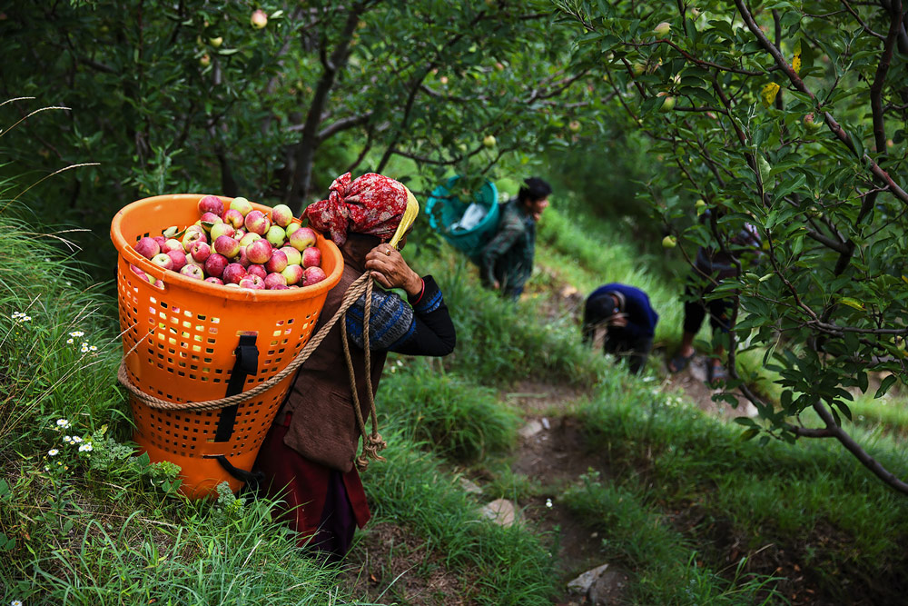 apple orchards in shimla
