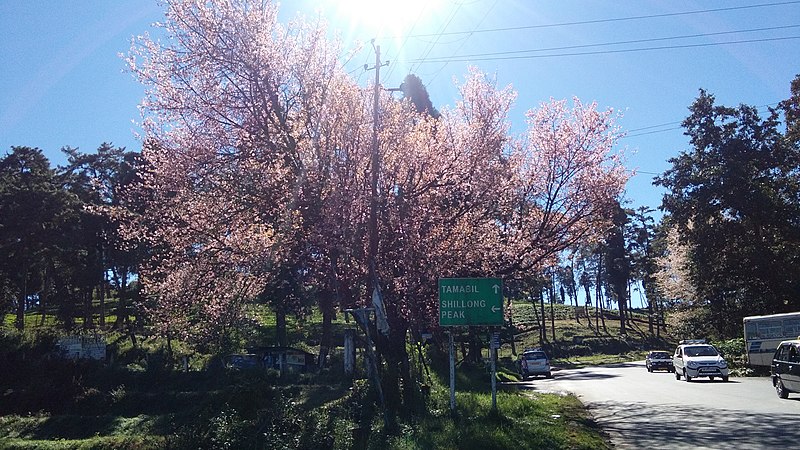 Cherry Blossom Tree in Shillong