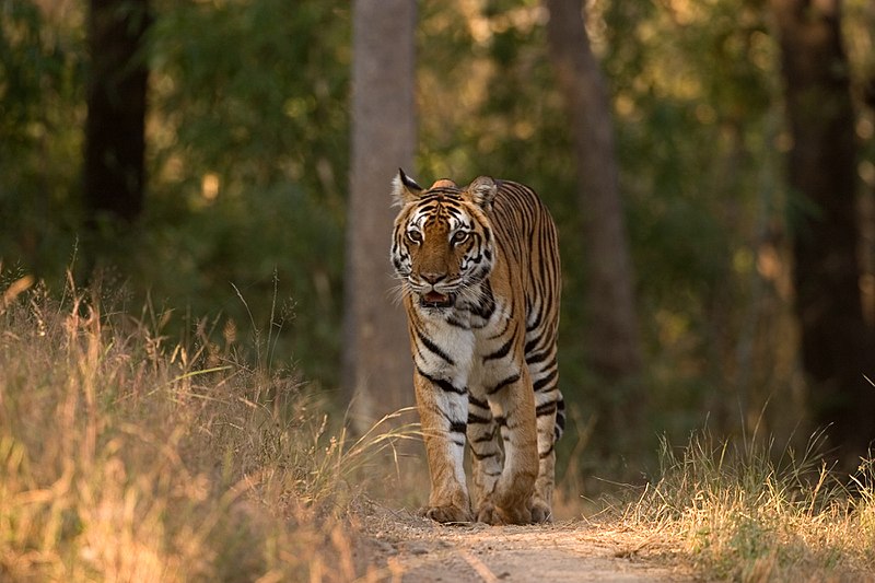 Kanha National Park | The Complete Travel Guide