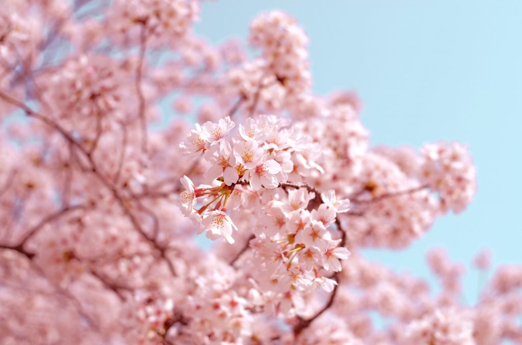 Cherry Blossom in Shillong