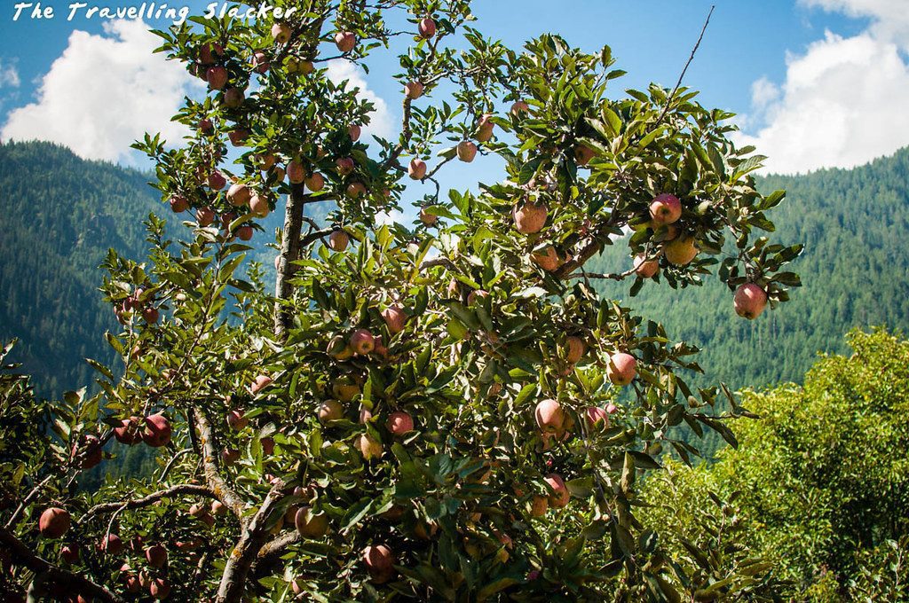 Sangla apple orchards