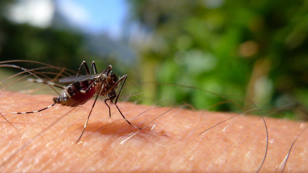 rainy-season travel tips - mosquito repellent