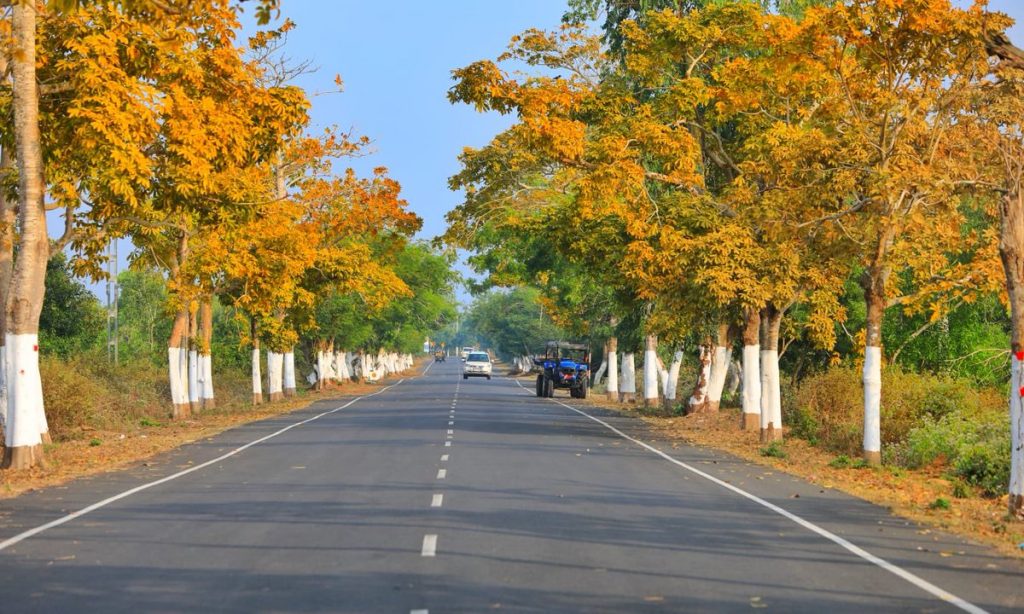 Road to Konark lined with beautiful trees and the sea