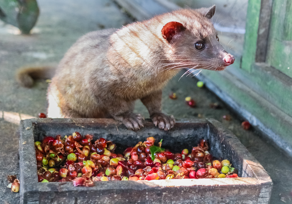 Civet Cat Poop Coffee - The World's Most Expensive Coffee