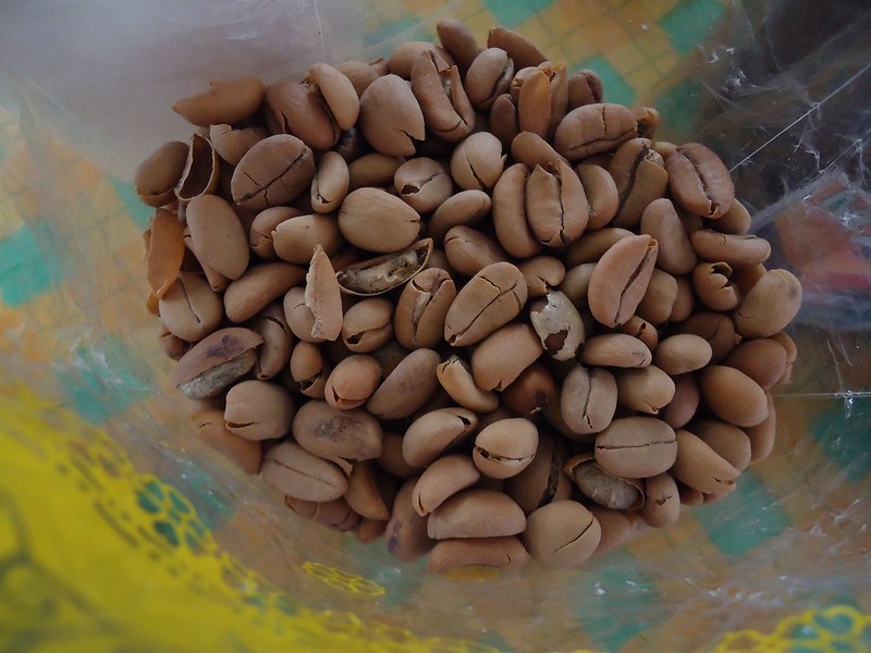 Civet cat coffee beans